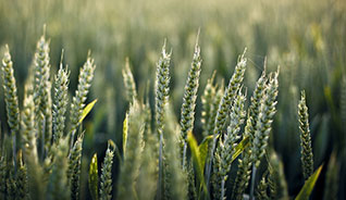 电话轰炸机官网